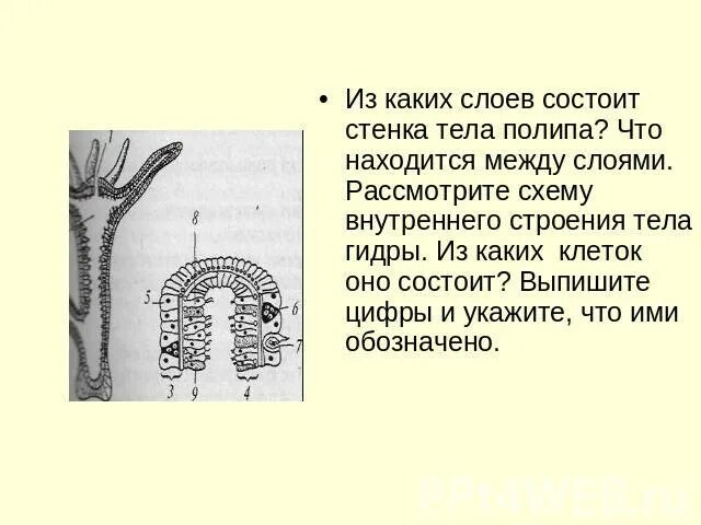 Что находится между слоями клеток