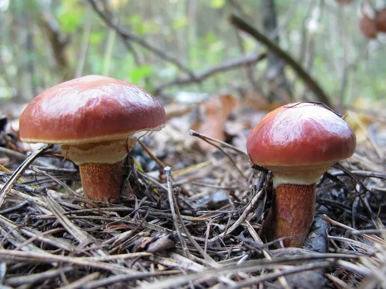 Масленок. Масленок Suillus. Маслёнок Клинтона (Suillus clintonianus). Масленок рыже-красный. Suillus salmonicolor.