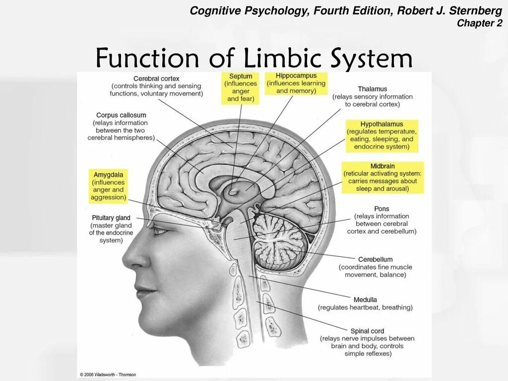 System functioning. Limbic system function. limbic brain. reticular formation and limbic system. limbic system of the brain.