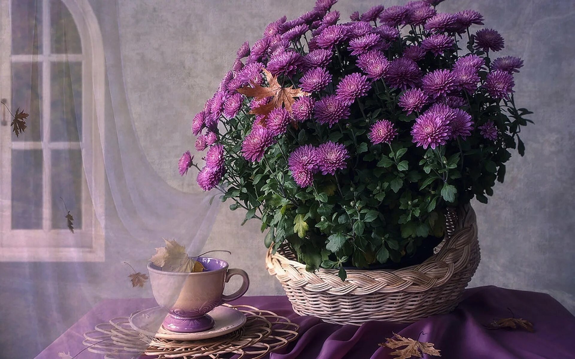 хризантемы на окне зимой. астры акрилом. хризантема кустовая гранд пинк. хризантемы на окно. хризантемы на окно.