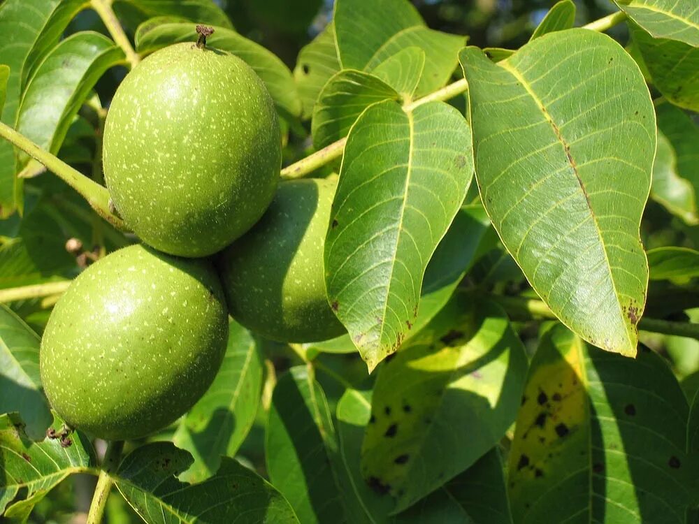Применение листьев грецкого ореха. Juglans regia дерево листья. околоплодник грецкого ореха. грецкий орех регия. грецкий орех juglans regia l..