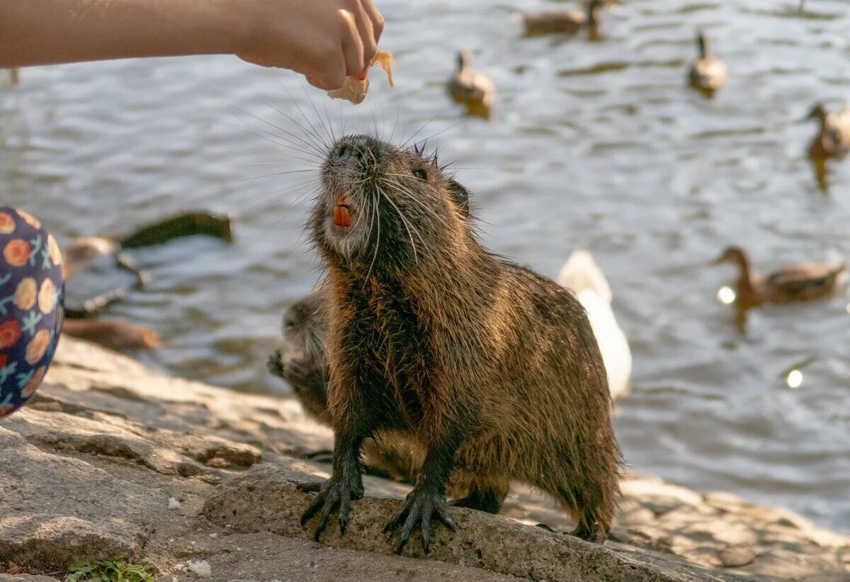 Нутрия и капибара. Нутрия звуки. Бобры едят рыбу. Нутрия and Capybara.