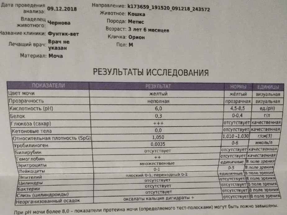 Как сдать мочу коту