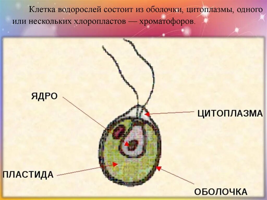 Количество клеток водорослей. Из каких частей состоиттклетка водоросли?. Строение клетки водоросли. Хроматофор у хламидомонады. Из каких частей состоит клетка водоросли.