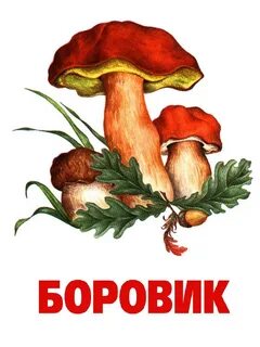 Грибы детские картинки с названиями