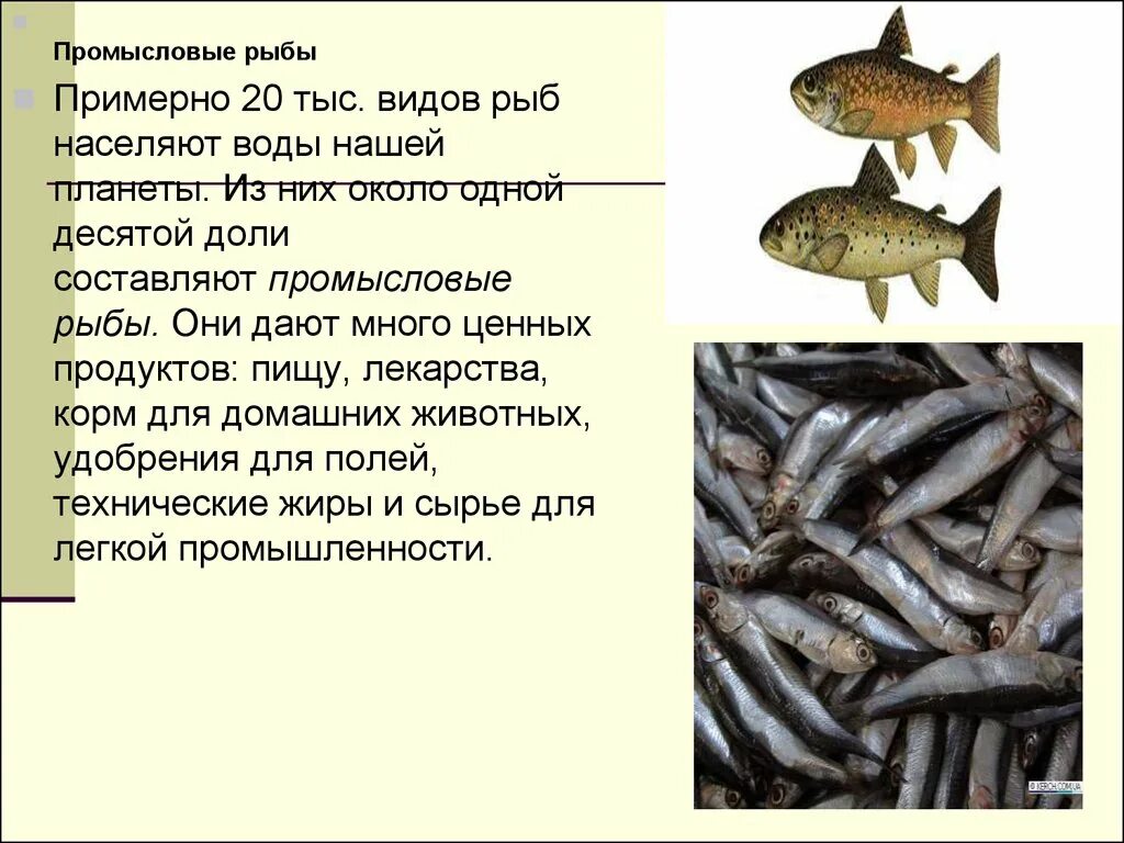 Промысловые рыбы 7 класс. Промысловые рыбы. Промысловые рыбы презентация. Виды промысловых рыб. Морская Промысловая рыба.