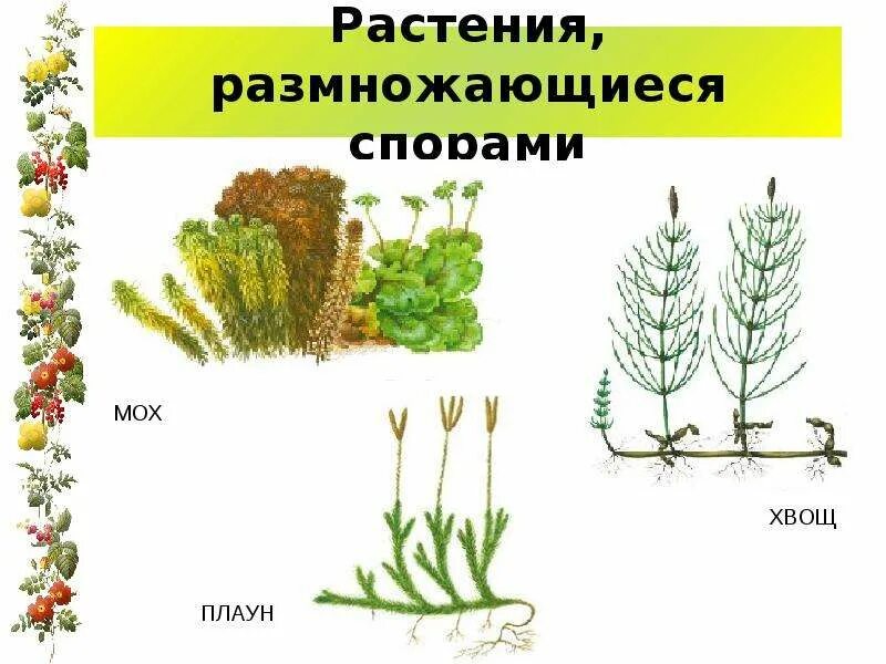 Споровые размножение плауна. Растения размножающиеся спорами. Размножение спорами у растений. Спорами размножаются. Споры для размножения используют