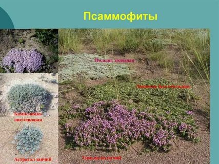 Псаммофиты примеры