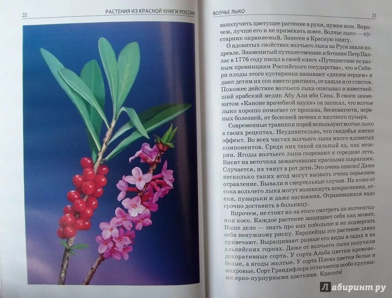 Читать книгу о растениях