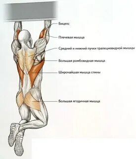 Подтягиваться какие мышцы