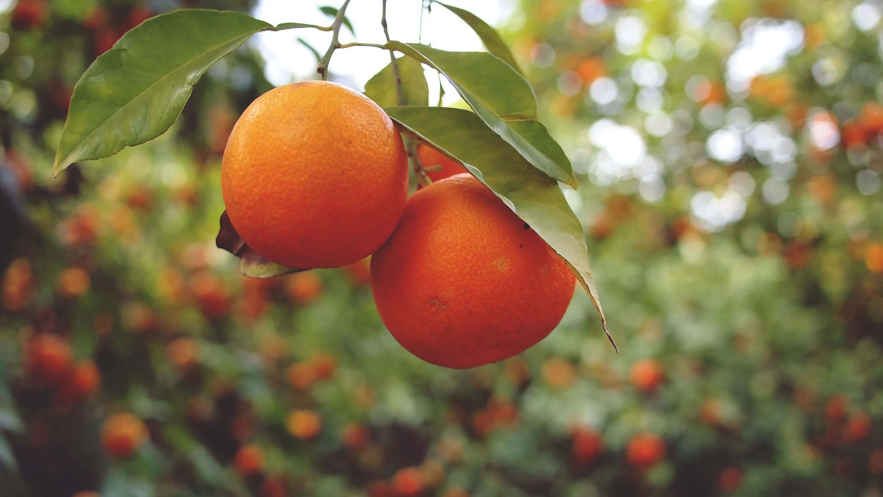 Померанец гранатина. Апельсин на ветке. Апельсиновое дерево. Апельсин (плод). Апельсин фрукт или ягода