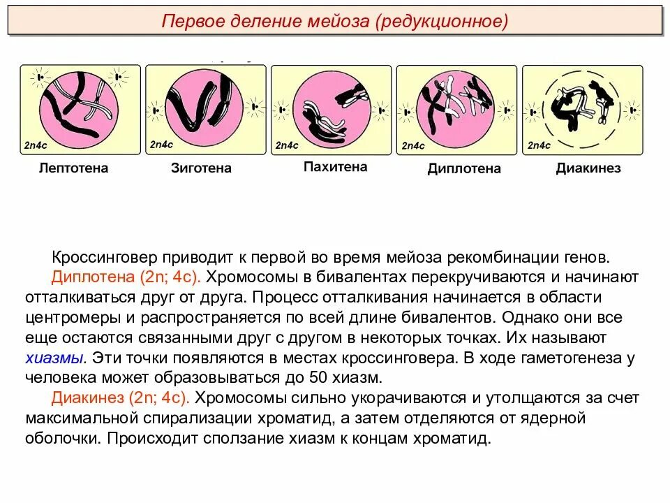 Выбери характеристики мейоза