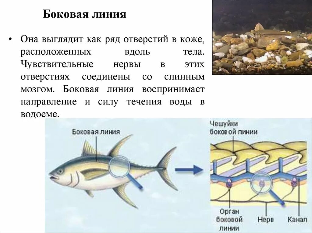 Особый орган чувств боковая линия. Надкласс рыбы боковая линия. Боковая линия орган чувств у рыб. Биология боковая линия рыбы. Органы боковой линии.