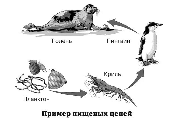 Пищевая цепь морских обитателей схема. Пищевая цепь в море схема. Схема цепей питания в живой природе. Цепь питания в океане схема. Цепь питания моря 5 класс биология