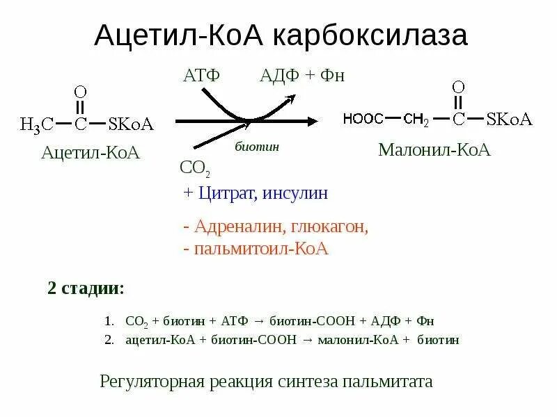 Кофермент ацетил-КОА карбоксилазы. Метаболиты регулирующие активность ацетил-КОА-карбоксилазы. Синтез жирных кислот из ацетил КОА реакции. Уксусная кислота → ацетил-КОА кофермент.