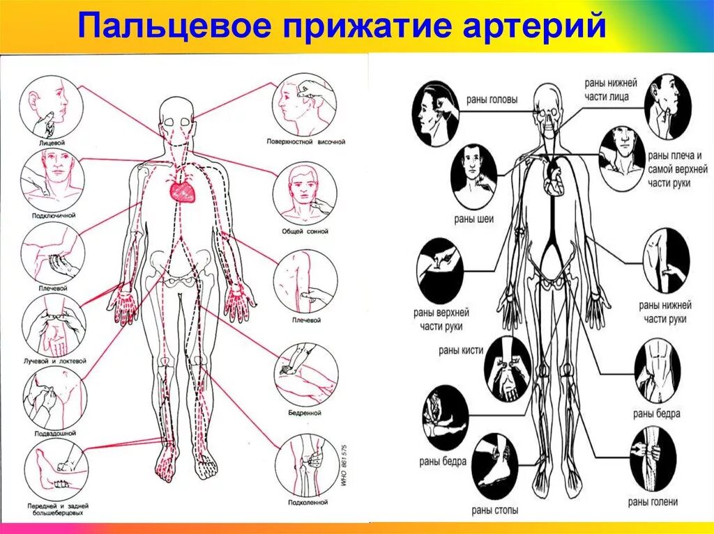 Места прижатия артерий. Прижатие артерий при кровотечениях точки прижатия. Точки прижатия артерий для остановки. Точки кровотечения прижатия артерий. Точки пальцевого прижатия при кровотечении.