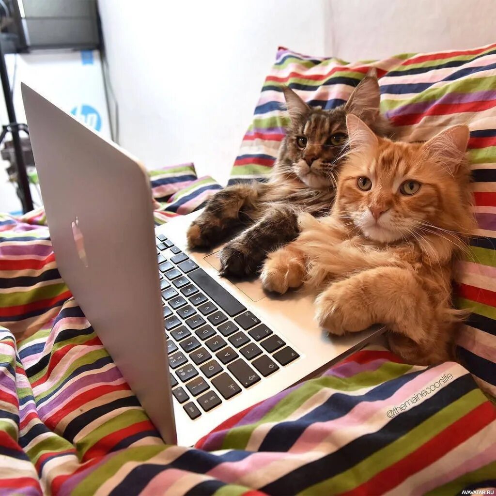 Картинку сидим дома. Кот с ноутбуком. Кошка и компьютер. Выходные котики. Кошка за ноутбуком.