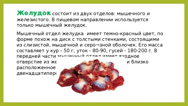 Мышечные желудки куриные. Мышечный желудок курицы. Желудок курицы анатомия. Куриные желудки при язве желудка