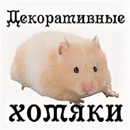 Код хомяк последний