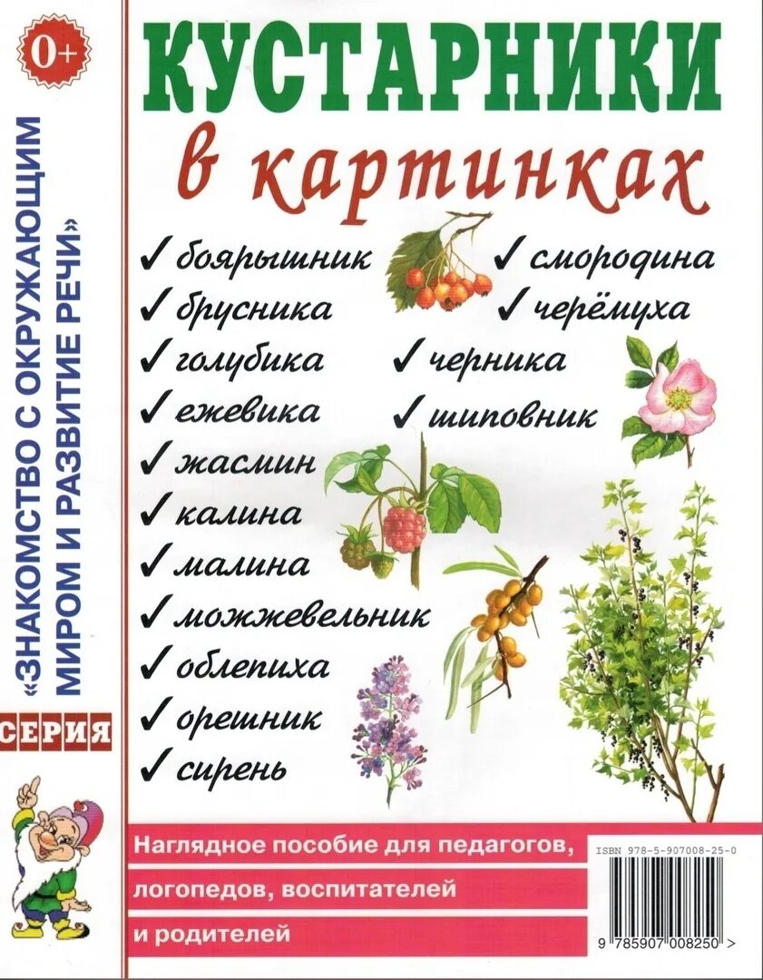 Кустарники названия. Кустарнирнички названия. Название кустарничков. КУСТАРНИКИКУСТАРНИКИ названия. Наглядные пособия примеры