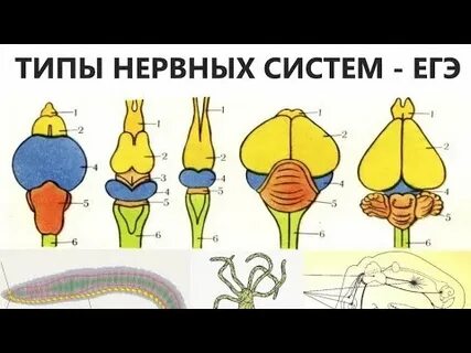 Примитивные нервные системы