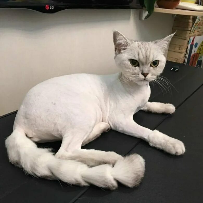 Как подстричь кота. Стрижка кошек. стриженный кот. гигиеническая стрижка кота. красивые стрижки котов.
