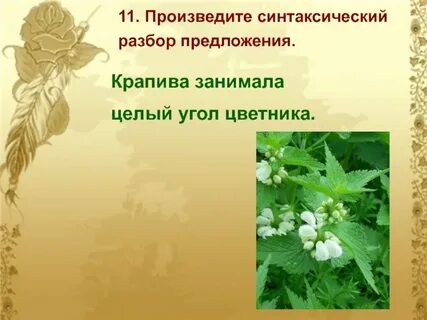 Крапива разбор