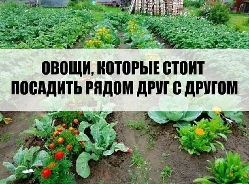 Огородные растения. Цветы на грядках с овощами. Совмещенные посадки овощей. Посадка овощей и цветов. Можно сеять вместе