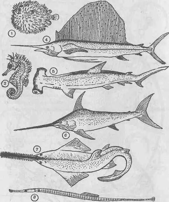 Разнообразие рыб. Рыбы биология многообразие. Костные рыбы рисунок. Многообразие рыб 7 класс биология.