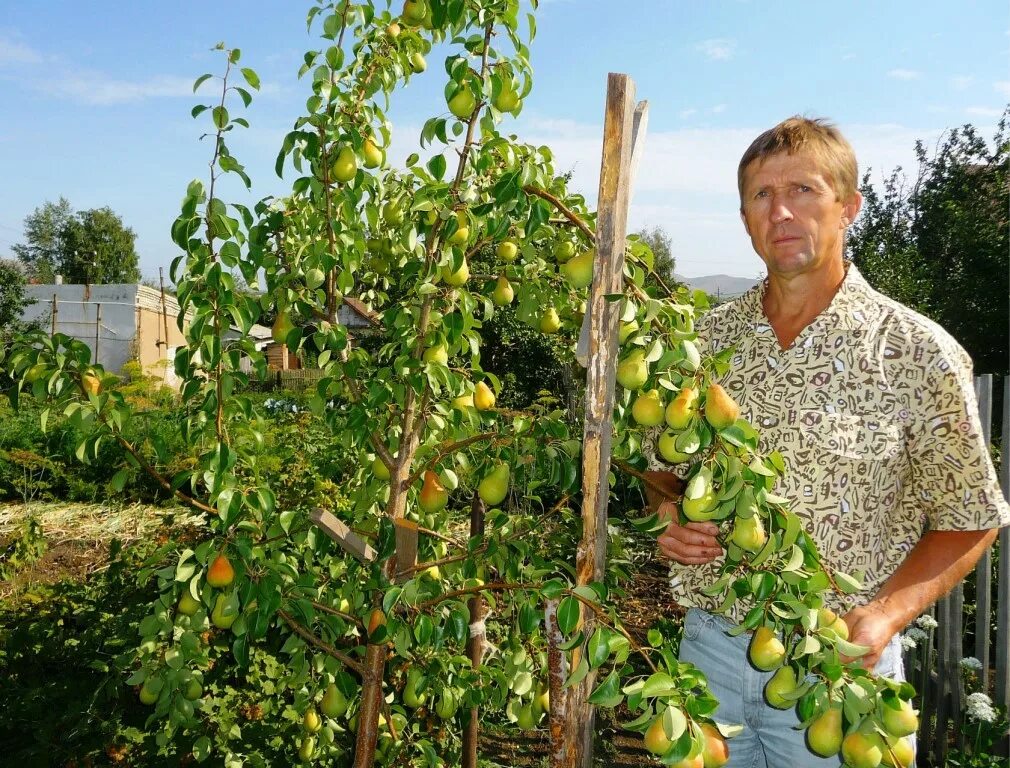 Груша чижевского описание сорта отзывы. Груша Чижовская колоновидная. Груша Чижовская позднелетний сорт. Груша Чижовская Долбня. Саженцы груша Чижовская.