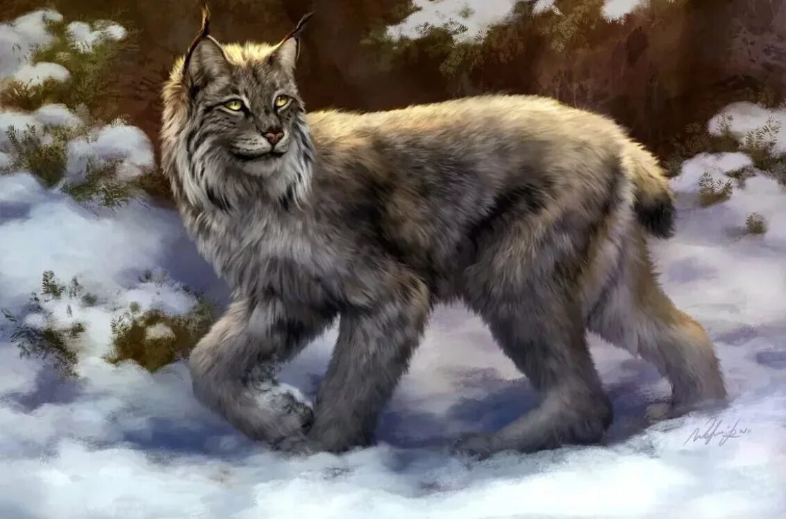 Рысь арт. Коты воители рысёнок. коты воители рысь. оборотень рысь. wildcraft рысь арт.