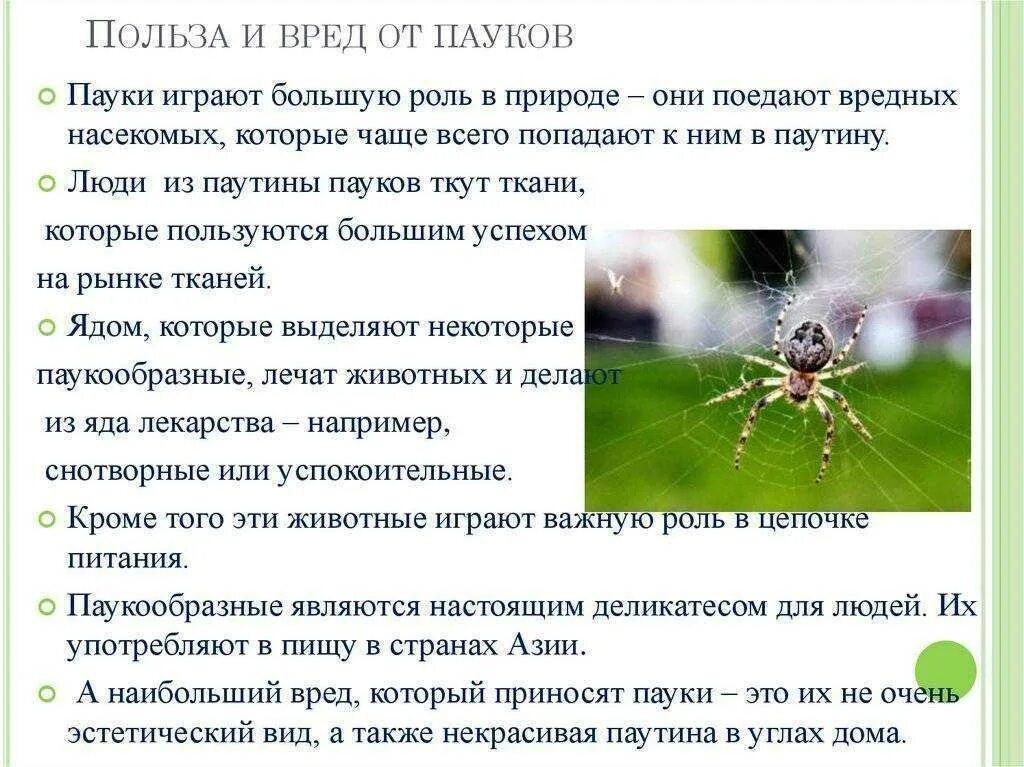 Польза пауков. Польза паука. Чем полезны пауки. Польза пауков в природе.