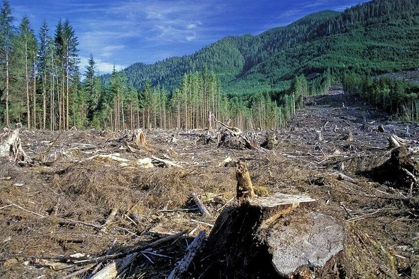 Clear cutting. Долина Мехико обезлесение. Обезлесение в России. Вырубка лесов. Вырубка лесов в России.