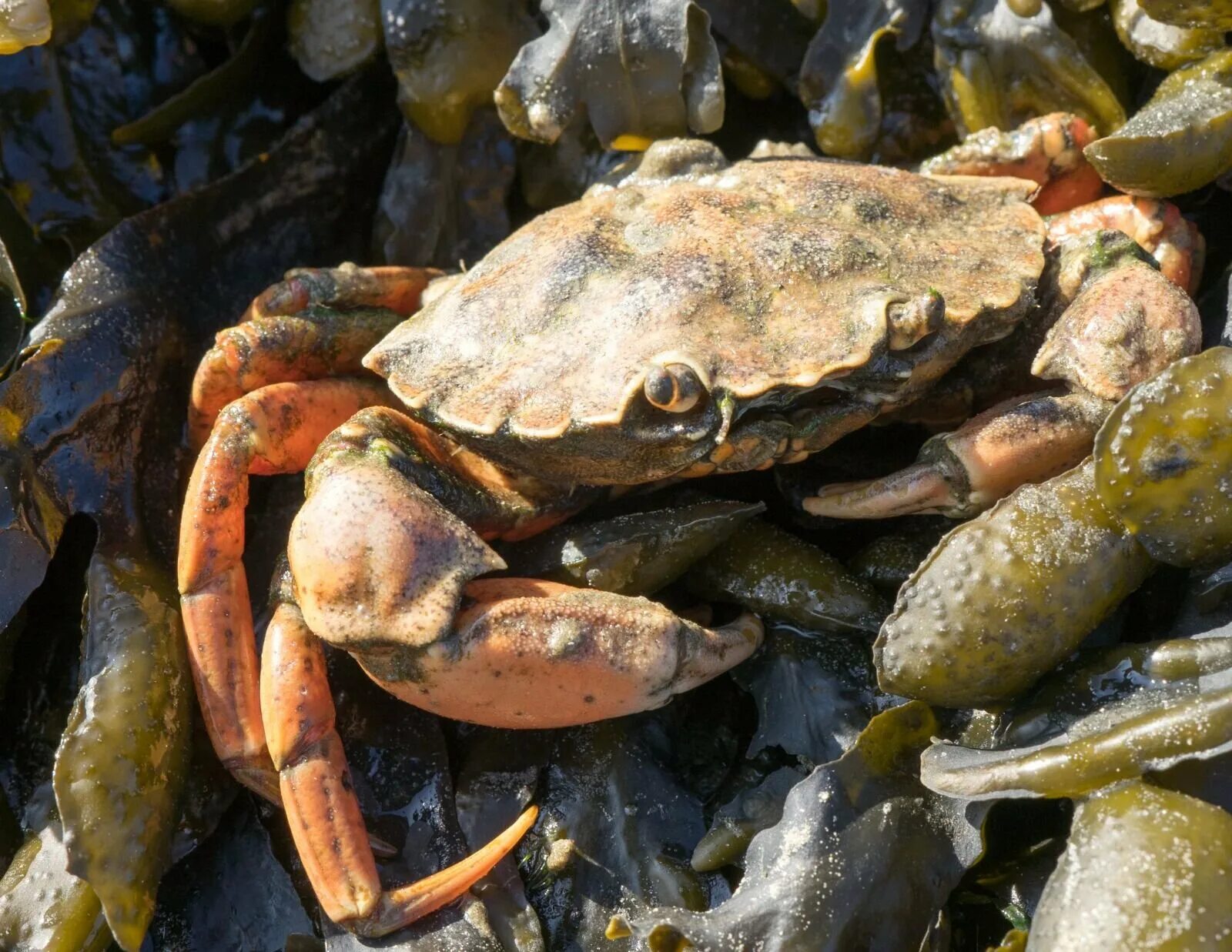 Крабы в природе. Морской краб. краб в природе. крабы моллюски. краб фото.