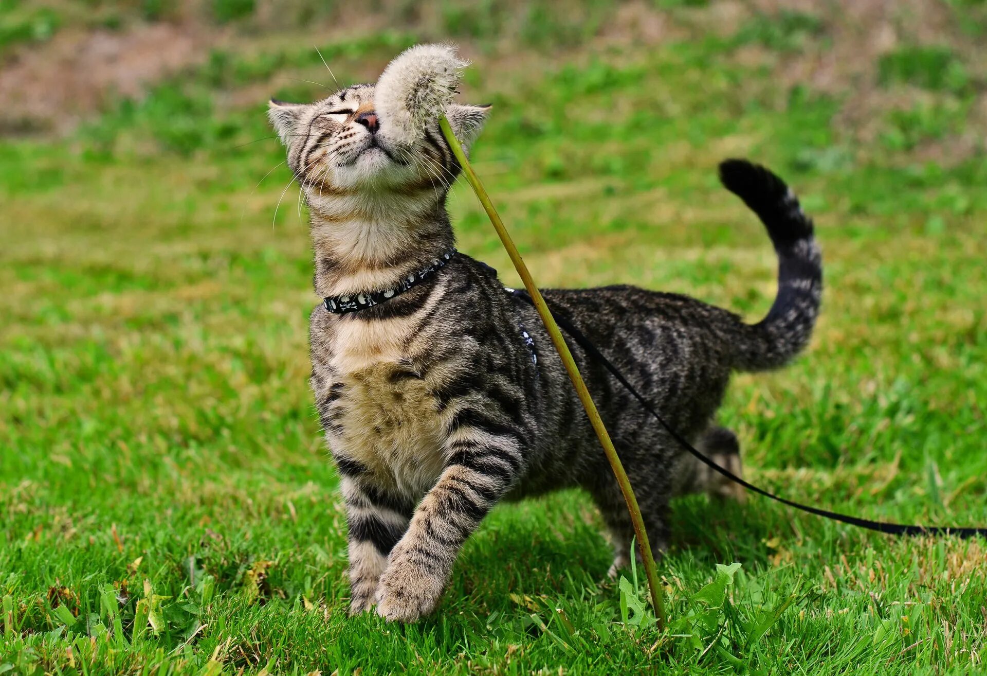 Почему коты гуляют. Кошка. кошка на прогулке. коты на поводке. кошка гуляет.