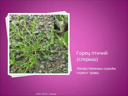 Разговор татарника и спорыша