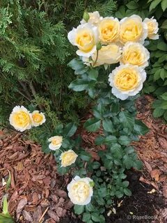 Irish rose