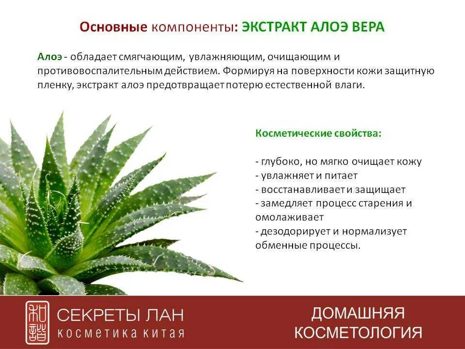 Алоэ для чего применяется. Листья алоэ вера характеристика. Алоэ настоящее (алоэ вера ). Алоэ барбаденсис растение. Листья алоэ вера барбаденсис миллер.