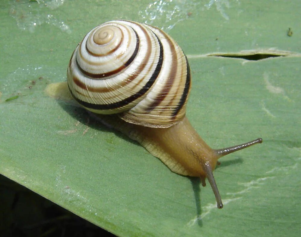 Старая улитка. Австрийская цепея. Cepaea Vindobonensis. Цепея (Cepaea). Австрийская цепея улитка.