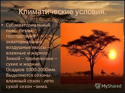 Климатические условия саванны