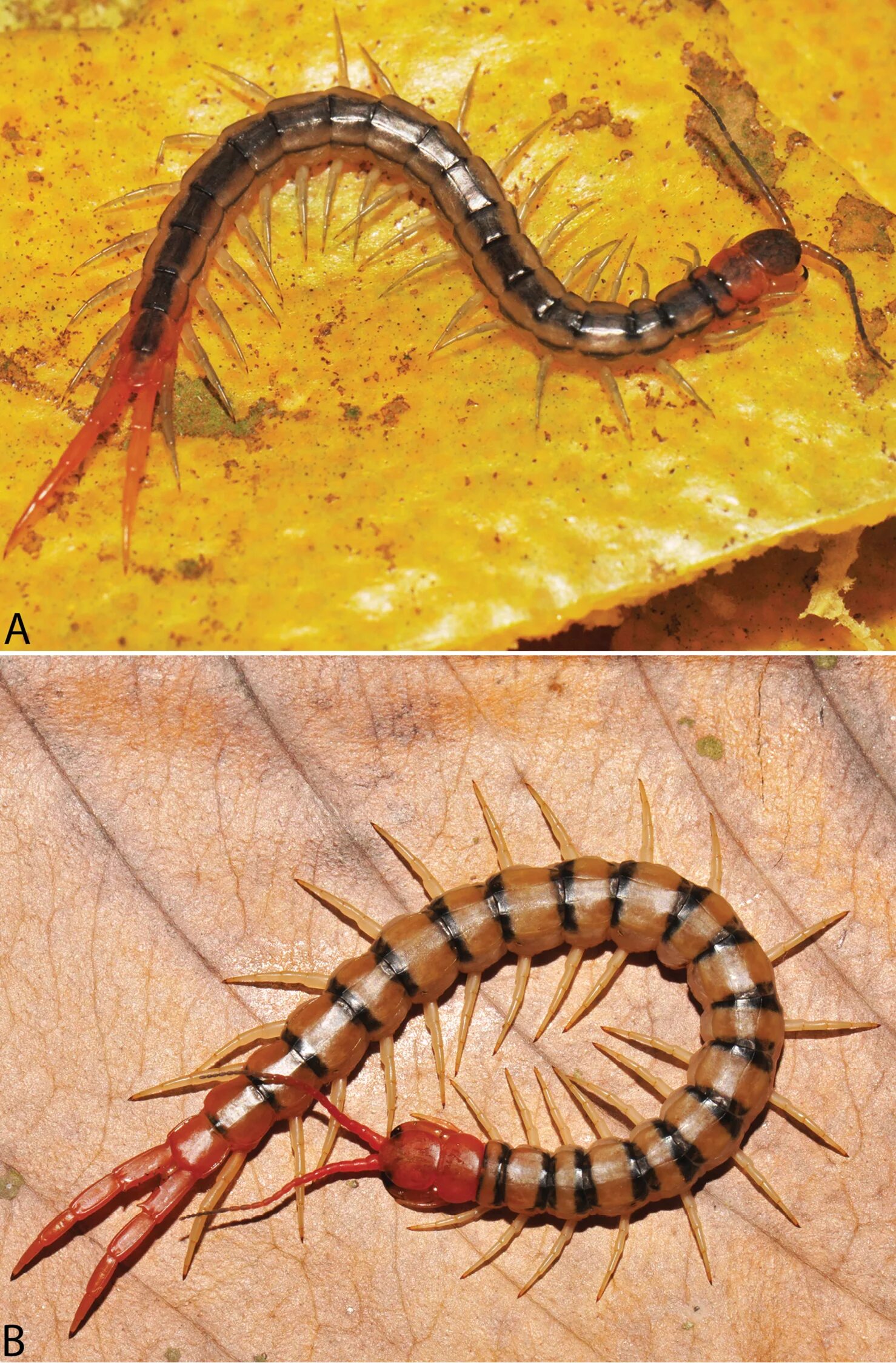 Сколопендра таиланд. Тайская многоножка. Кивсяк. Многоножка millipede красная. Сколопендра таиланд.