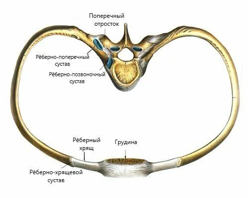 Торакалгия что это за диагноз лечение. Вертеброгенная торакалгия. Реберная торакалгия. Торакалгия грудного отдела. Невертеброгенная скелетно мышечная торакалгия.