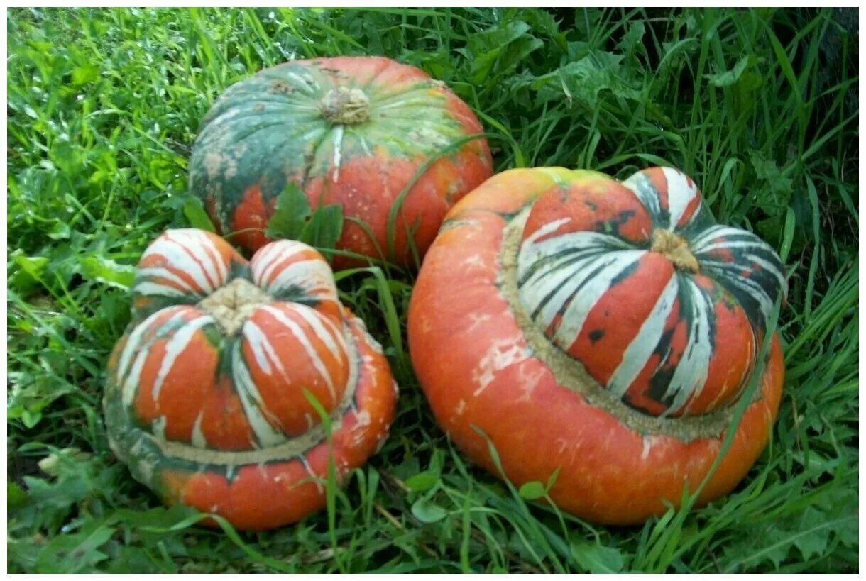 52 Types of Pumpkins to Eat, Decorate, and Display Pumpkin, Types of pumpkins, P