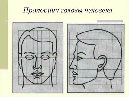 Пропорция 6 голов