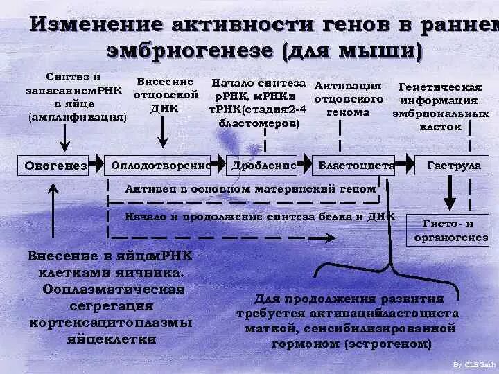 Гены онтогенеза. Схема реализации действия генов в онтогенезе. Дифференциальная активность генов в онтогенезе. Активность генов в эмбриогенезе. Изменение активности генов.