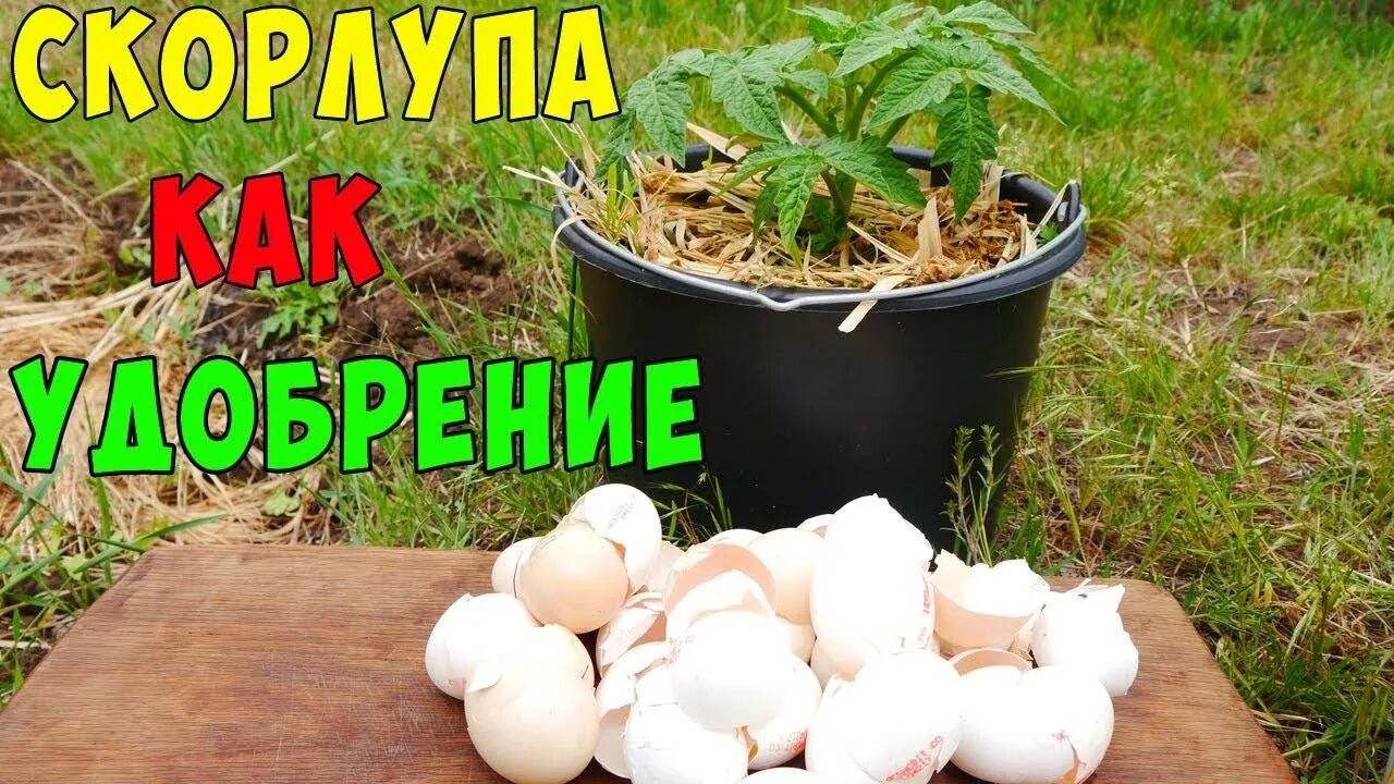 Яичная скорлупа для огорода. Яичная скорлупа удобрение. Скорлупа яиц для огорода. Скорлупки яиц в огороде. Подкормка рассады яичной скорлупой