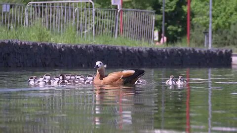 Отстрел уток на городском пруду