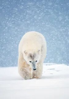 Polar bear bore