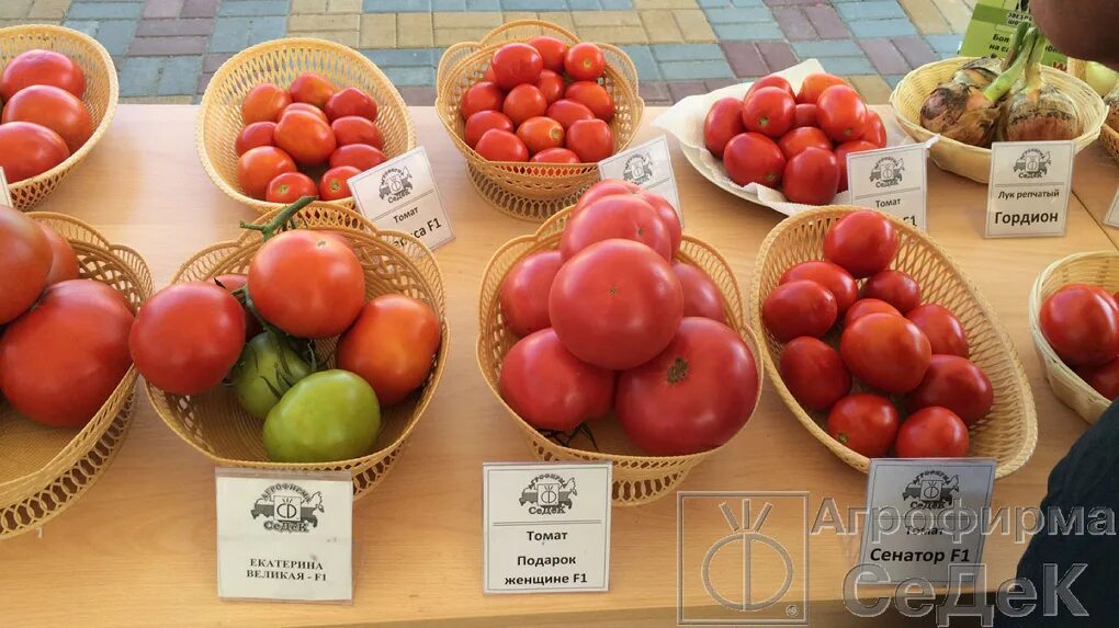 томат подарок женщине отзывы. томат подарок женщине отзывы. томат теща. семена гавриш помидоры желтые. томат подарок женщине.