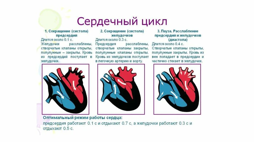 Функции клапанов сердца в фазе систолы предсердий